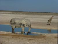 Etoscha &ndash; &copy; Kathrin Mickan (Eberhardt TRAVEL)