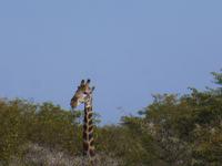 Etoscha &ndash; &copy; Kathrin Mickan (Eberhardt TRAVEL)
