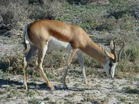 Etoscha &ndash; &copy; Kathrin Mickan (Eberhardt TRAVEL)