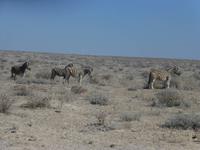 Etoscha &ndash; &copy; Kathrin Mickan (Eberhardt TRAVEL)