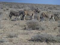 Etoscha &ndash; &copy; Kathrin Mickan (Eberhardt TRAVEL)