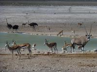 Etoscha &ndash; &copy; Kathrin Mickan (Eberhardt TRAVEL)