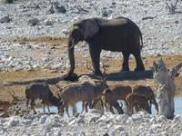 Etoscha &ndash; &copy; Kathrin Mickan (Eberhardt TRAVEL)
