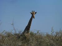 Etoscha Giraffe &ndash; &copy; Kathrin Mickan (Eberhardt TRAVEL)