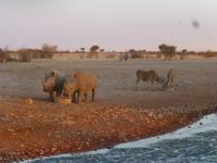 Lapa Lange Lodge Nashörner &ndash; &copy; Kathrin Mickan (Eberhardt TRAVEL)