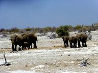 Elis im Etosha &ndash; &copy; Kathrin Mickan (Eberhardt TRAVEL)