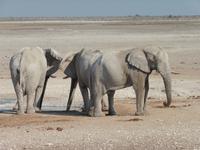 Etoscha &ndash; &copy; Kathrin Mickan (Eberhardt TRAVEL)