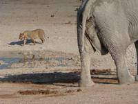 Etoscha Elefant & Löwe &ndash; &copy; Kathrin Mickan (Eberhardt TRAVEL)