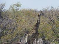 Etosha Giraffe &ndash; &copy; Kathrin Mickan (Eberhardt TRAVEL)