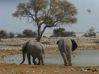 Etosha am Wasserloch &ndash; &copy; Kathrin Mickan (Eberhardt TRAVEL)