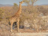 Etoscha Giraffe &ndash; &copy; Kathrin Mickan (Eberhardt TRAVEL)