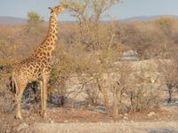 Etosha Giraffe &ndash; &copy; Kathrin Mickan (Eberhardt TRAVEL)