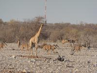 Etosha &ndash; &copy; Kathrin Mickan (Eberhardt TRAVEL)