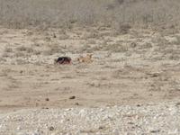 Etosha Löwe beim fressen &ndash; &copy; Kathrin Mickan (Eberhardt TRAVEL)