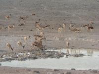 Etosha Wasserloch &ndash; &copy; Kathrin Mickan (Eberhardt TRAVEL)