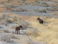 Hyäne Etosha &ndash; &copy; Kathrin Mickan (Eberhardt TRAVEL)