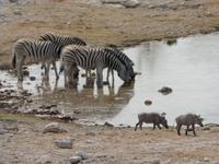 Warzenschweine Etosha &ndash; &copy; Kathrin Mickan (Eberhardt TRAVEL)