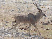 Etosha &ndash; &copy; Kathrin Mickan (Eberhardt TRAVEL)