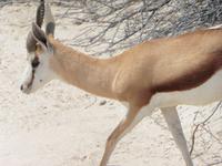 Etosha &ndash; &copy; Kathrin Mickan (Eberhardt TRAVEL)