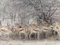 Etosha &ndash; &copy; Kathrin Mickan (Eberhardt TRAVEL)