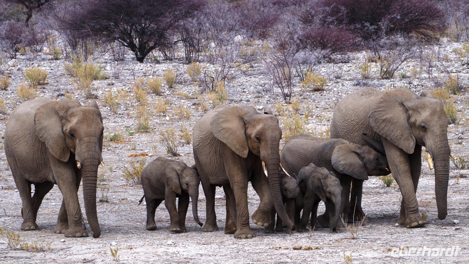 Etosha Nationalpark - Elefantenfamilie &ndash; &copy; Annett Müller (Eberhardt TRAVEL)