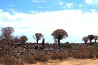 Köcherbaumwald bei Keetmanshoop &ndash; &copy; Annett Müller (Eberhardt TRAVEL)