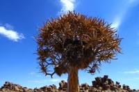 Köcherbaum &ndash; &copy; Annett Müller (Eberhardt TRAVEL)