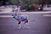 Farmrundfahrt - Oryx &ndash; &copy; Annett Müller (Eberhardt TRAVEL)