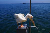 Blind Date mit einem Pelikan - Annäherung &ndash; &copy; Annett Müller (Eberhardt TRAVEL)