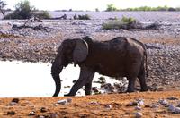 Etosha Nationalpark &ndash; &copy; Annett Müller (Eberhardt TRAVEL)