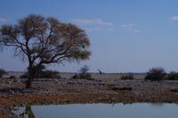 Etosha Nationalpark &ndash; &copy; Annett Müller (Eberhardt TRAVEL)