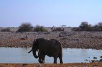 Etosha Nationalpark &ndash; &copy; Annett Müller (Eberhardt TRAVEL)