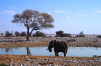 Etosha Nationalpark &ndash; &copy; Annett Müller (Eberhardt TRAVEL)