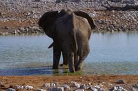 Etosha Nationalpark &ndash; &copy; Annett Müller (Eberhardt TRAVEL)