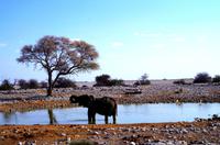 Etosha Nationalpark &ndash; &copy; Annett Müller (Eberhardt TRAVEL)