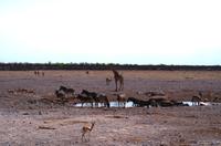 Etosha Nationalpark &ndash; &copy; Annett Müller (Eberhardt TRAVEL)