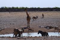 Etosha Nationalpark &ndash; &copy; Annett Müller (Eberhardt TRAVEL)