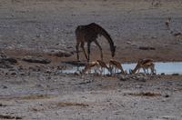 Etosha Nationalpark &ndash; &copy; Annett Müller (Eberhardt TRAVEL)