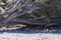 Etosha Nationalpark - Hase &ndash; &copy; Annett Müller (Eberhardt TRAVEL)