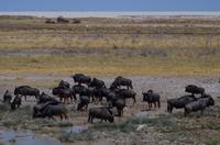 Etosha Nationalpark - Gnus &ndash; &copy; Annett Müller (Eberhardt TRAVEL)