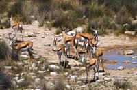 Etosha Nationalpark - Springböcke &ndash; &copy; Annett Müller (Eberhardt TRAVEL)