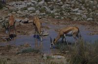 Etosha Nationalpark &ndash; &copy; Annett Müller (Eberhardt TRAVEL)