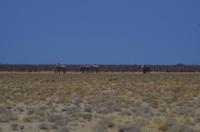 Etosha Nationalpark - Elefantenmarsch &ndash; &copy; Annett Müller (Eberhardt TRAVEL)