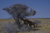 Etosha Nationalpark - Giraffen &ndash; &copy; Annett Müller (Eberhardt TRAVEL)