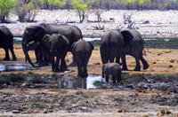 Etosha Nationalpark &ndash; &copy; Annett Müller (Eberhardt TRAVEL)