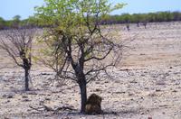 Etosha Nationalpark - Löwe &ndash; &copy; Annett Müller (Eberhardt TRAVEL)