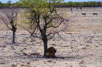 Etosha Nationalpark - Löwe &ndash; &copy; Annett Müller (Eberhardt TRAVEL)