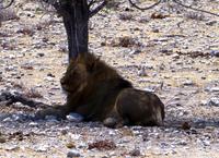 Etosha Nationalpark - Löwe &ndash; &copy; Annett Müller (Eberhardt TRAVEL)