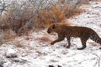 Etosha Nationalpark - Leopard &ndash; &copy; Annett Müller (Eberhardt TRAVEL)