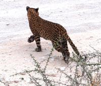 Etosha Nationalpark - Leopard &ndash; &copy; Annett Müller (Eberhardt TRAVEL)